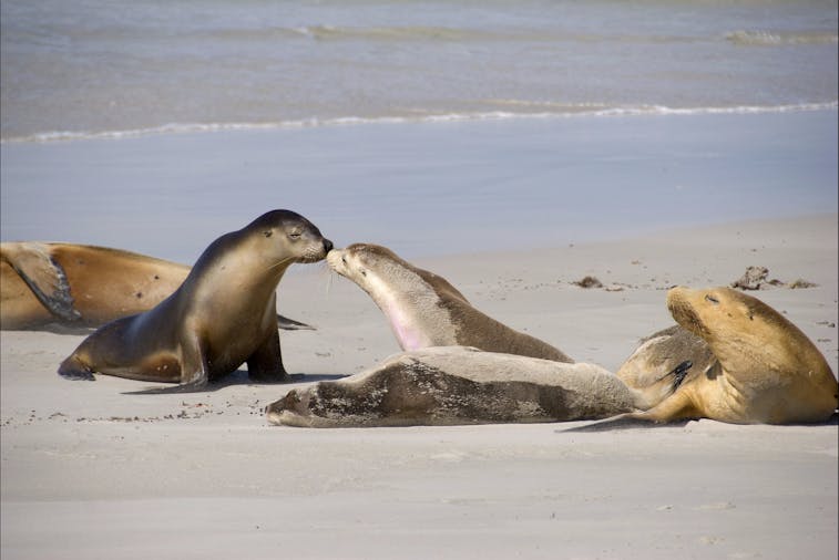 Day Tour: Seal Bay Discovery