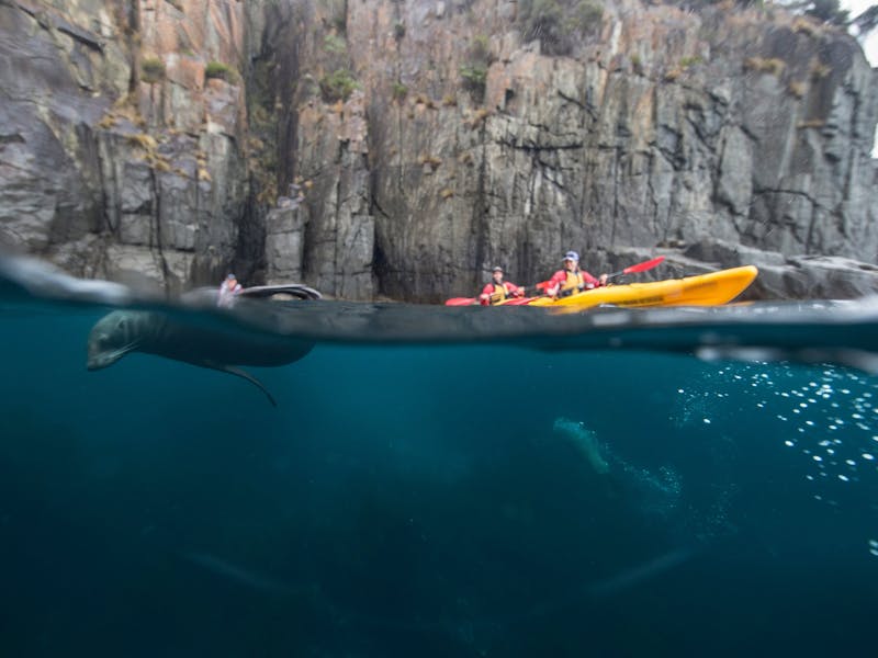 Kayaking with seals on the Tasman Peninsula