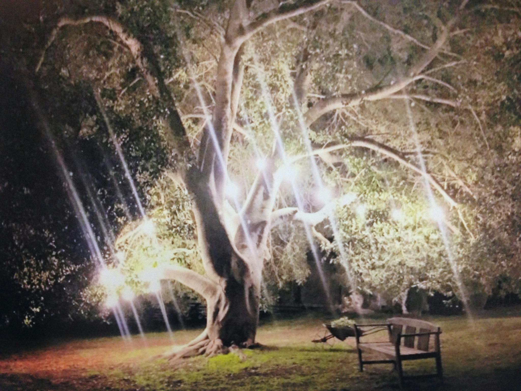 Taminick Cellars'  Fig tree looking magical at night