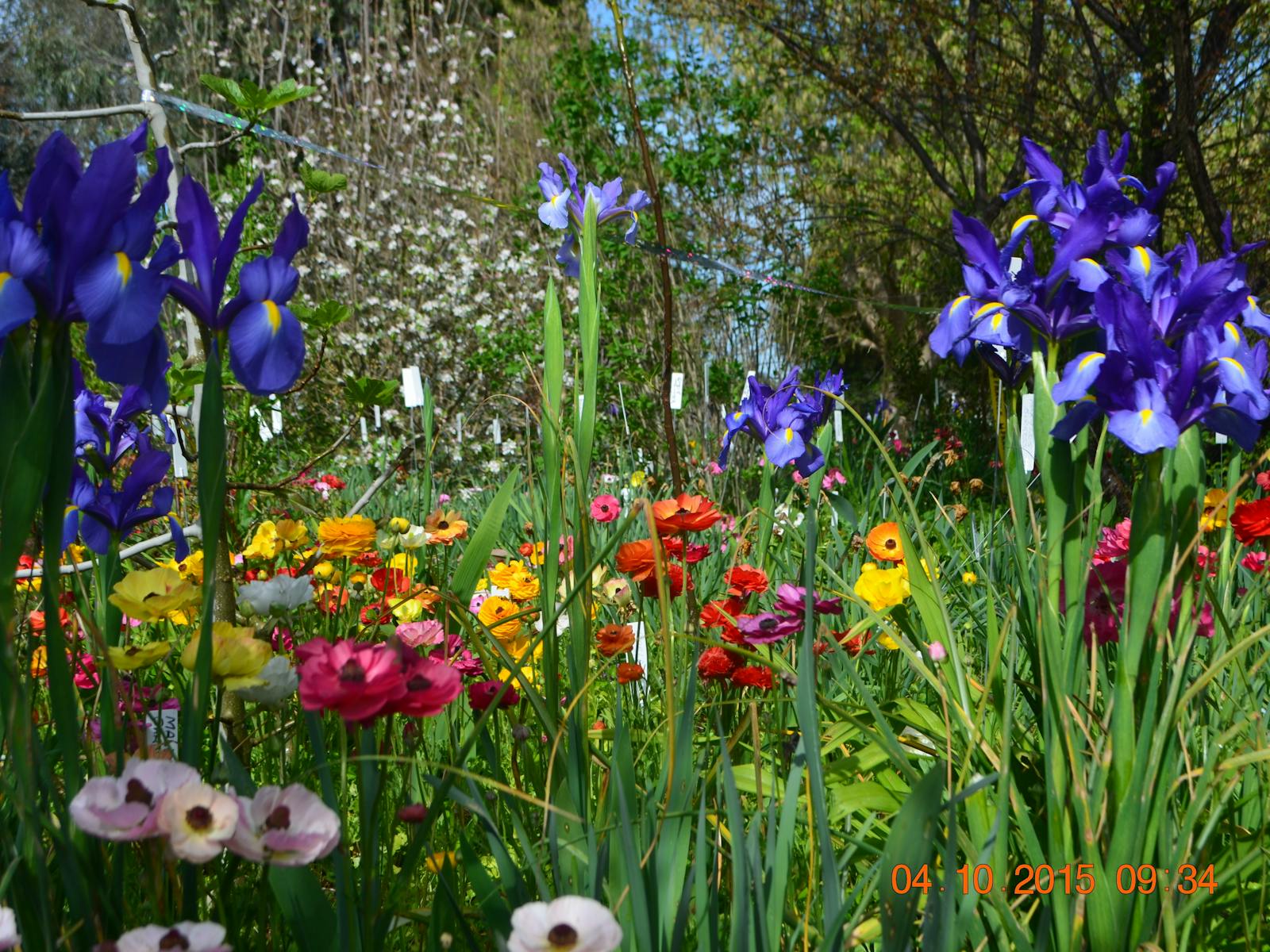 Dutch irises, daffodils, ranuculus, liliums and more beautiful bulbs