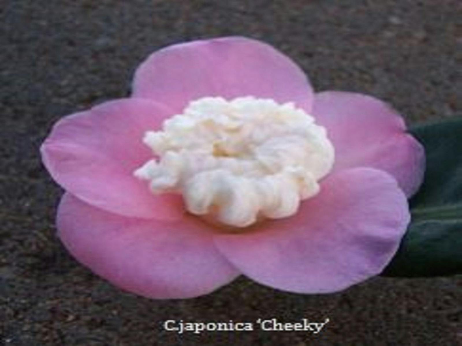 Image for National Camellia Show