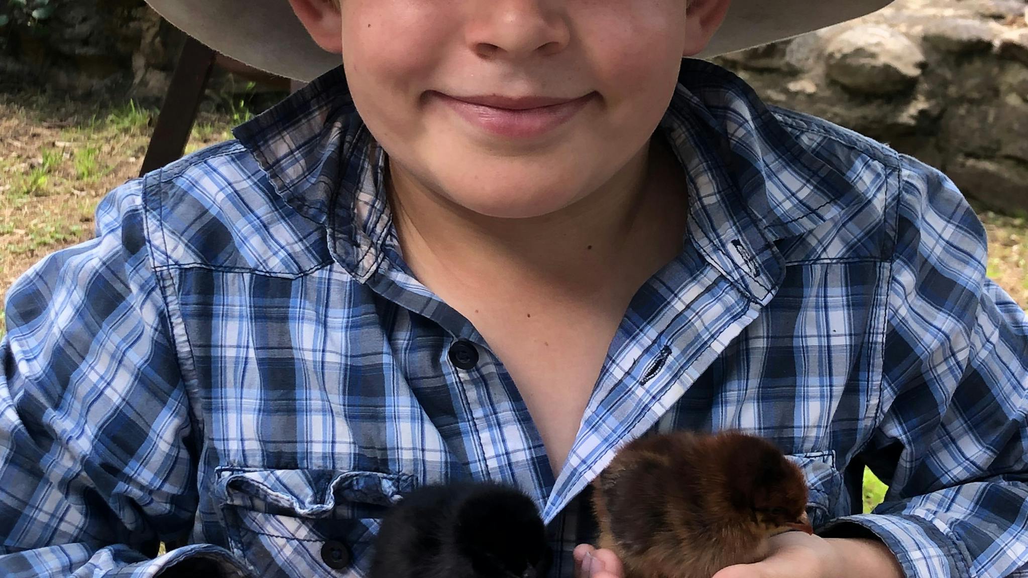 Farmer holding baby chickens Farmer holding baby chickens