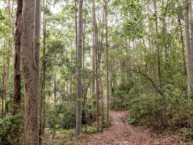 A leafy trail walking path leading through a forest at Bundanon