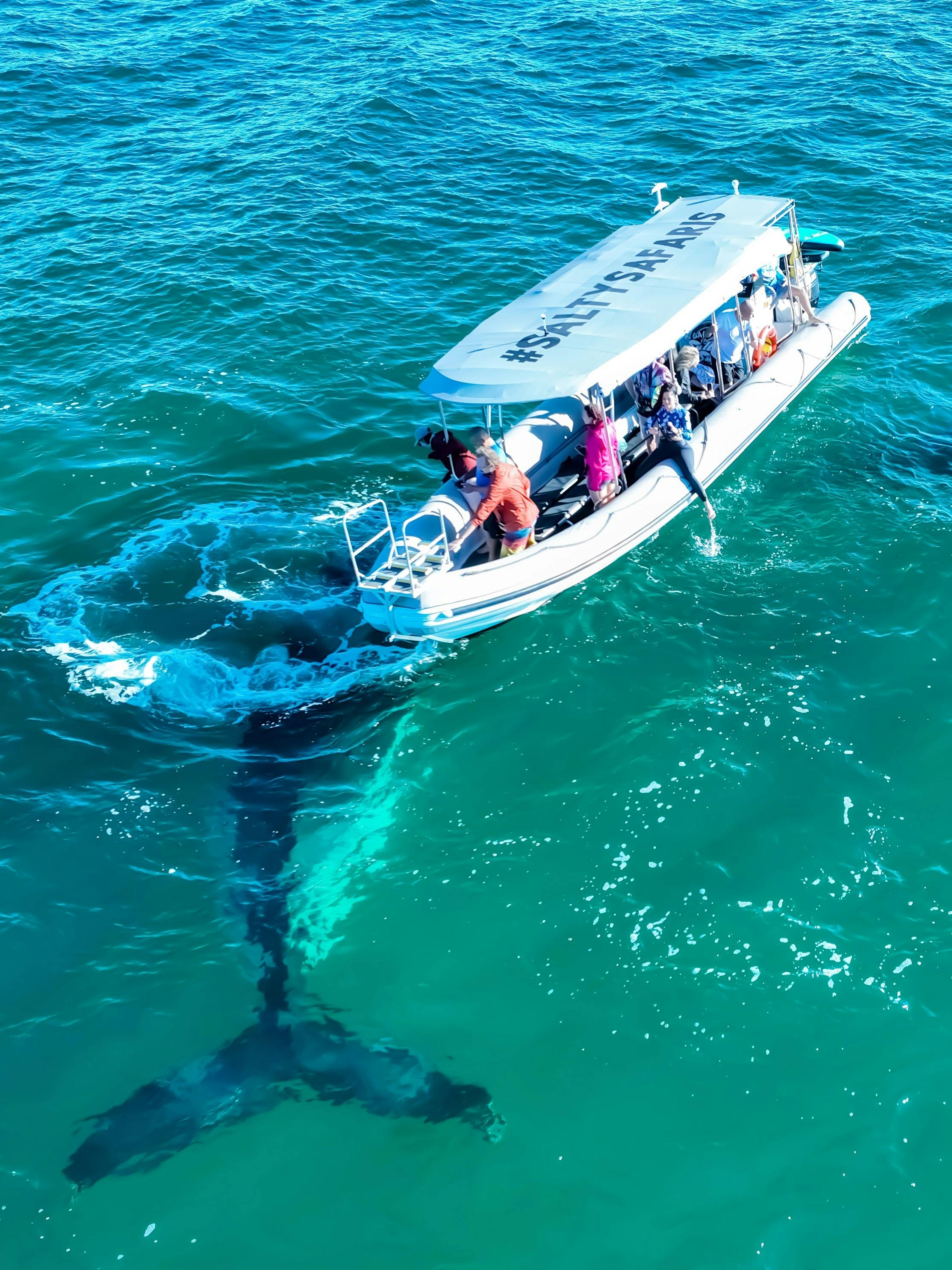 Premium Small Group Whale Watching Safari