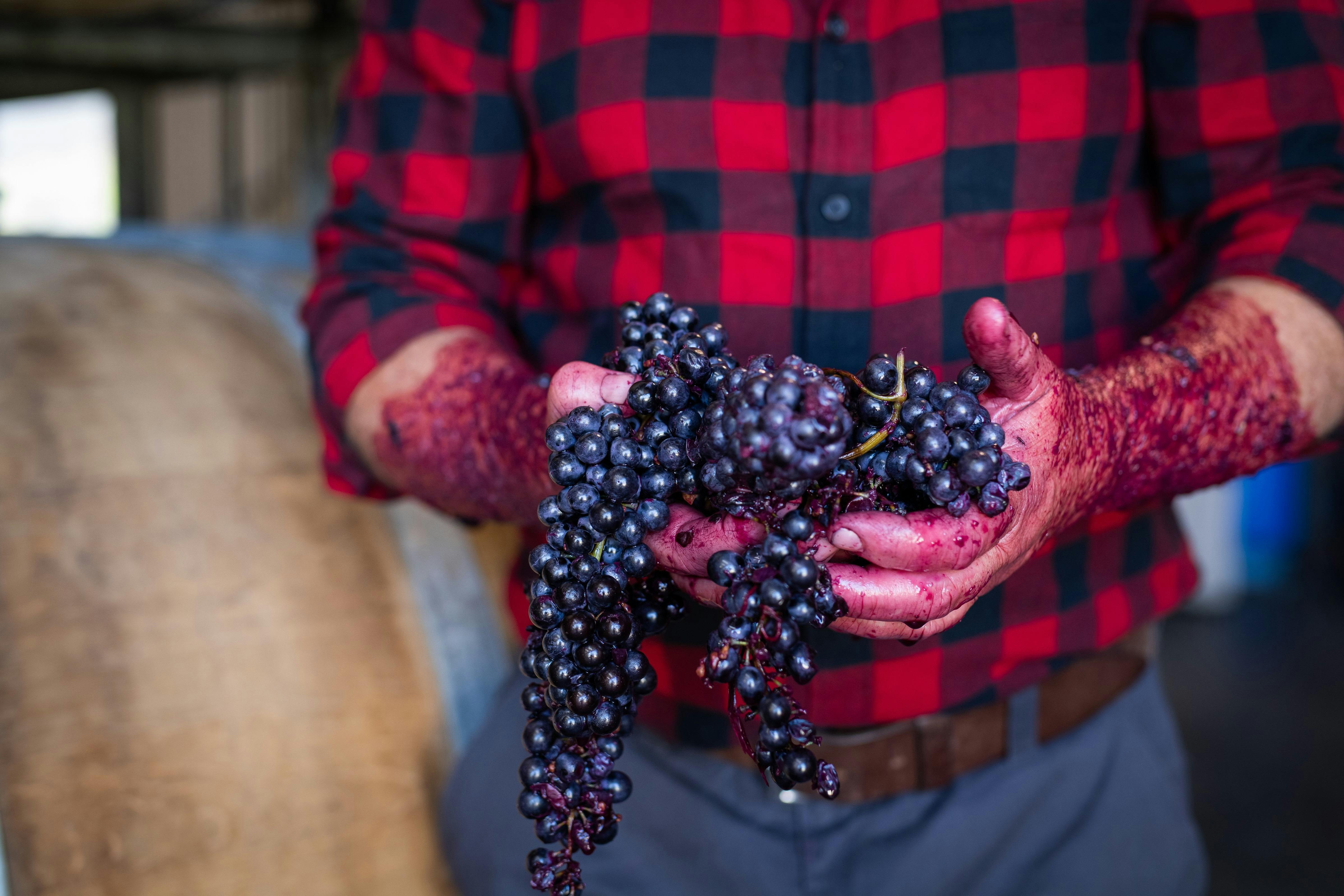 hands holding whole red grape bunches