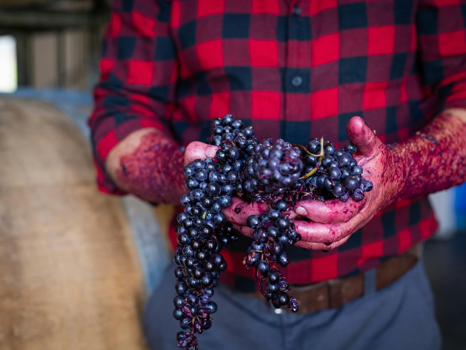 Orange Mountain interactive wine tour vine to bottle | NSW Holidays ...