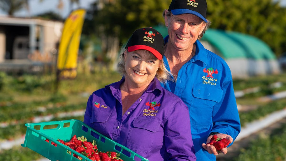 Bargara Berries