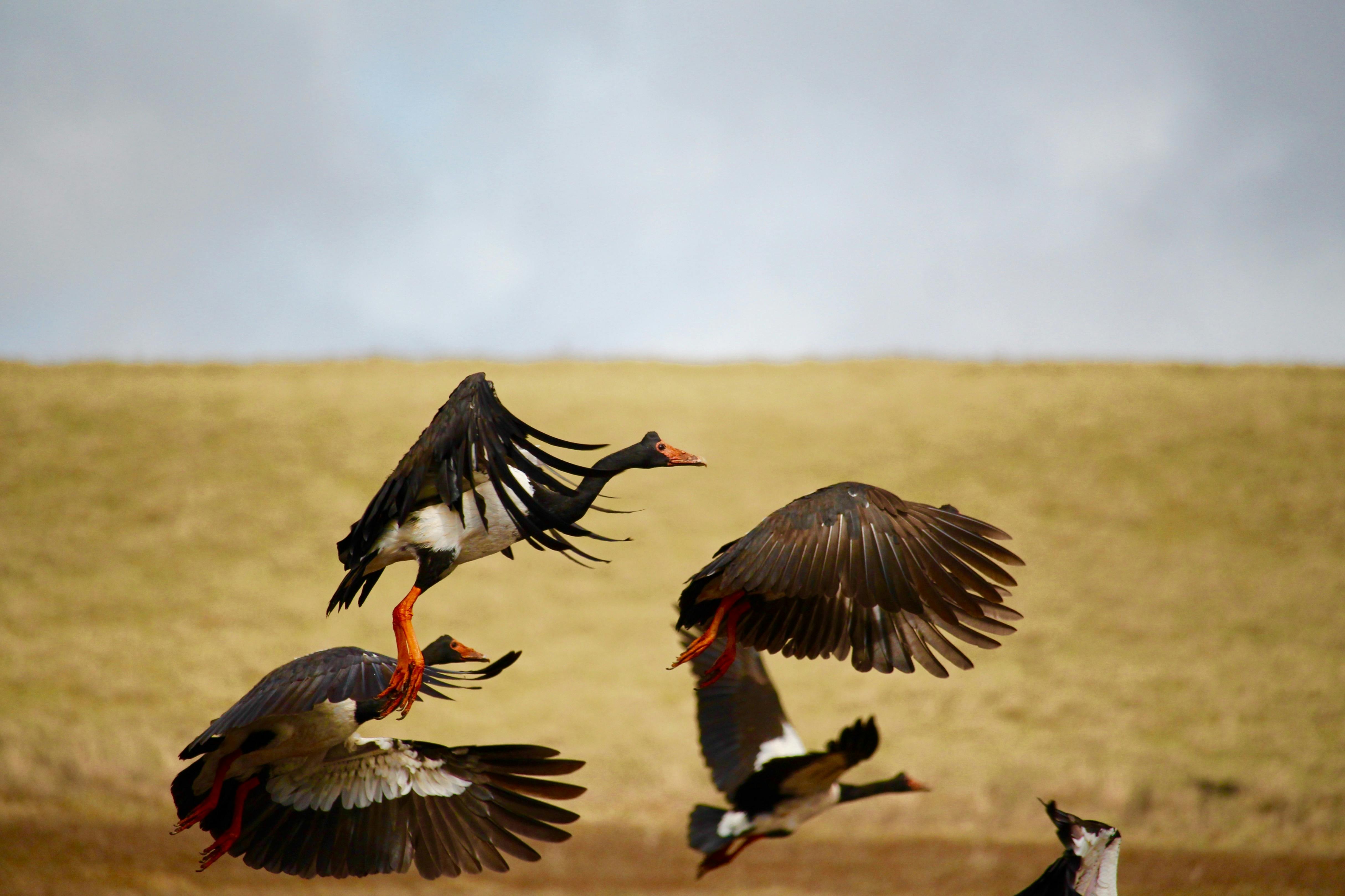 magpie geese