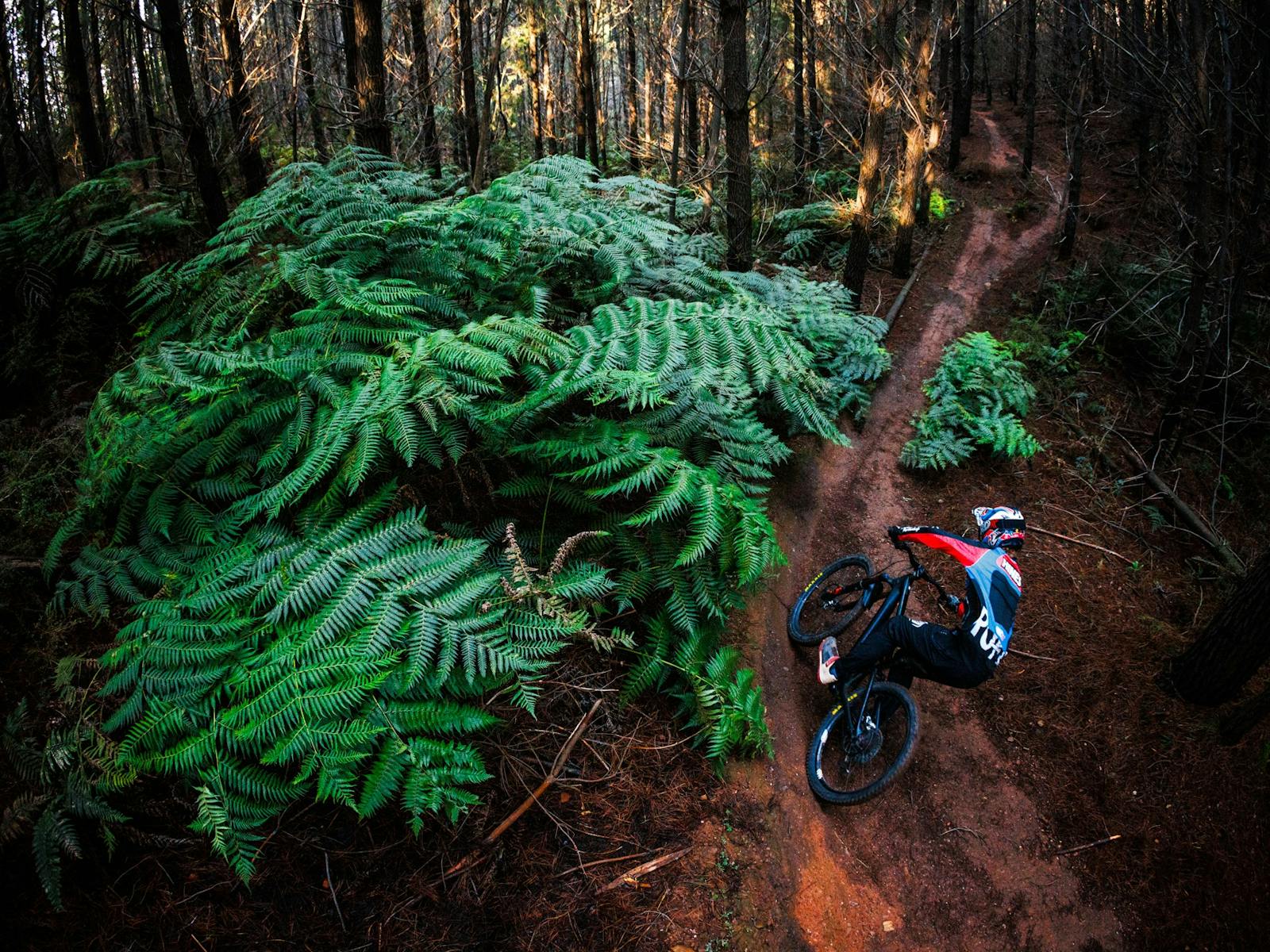 Riding at Mystic Bike Park in amongst pines