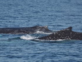 Humpback Whales at Phillip Island