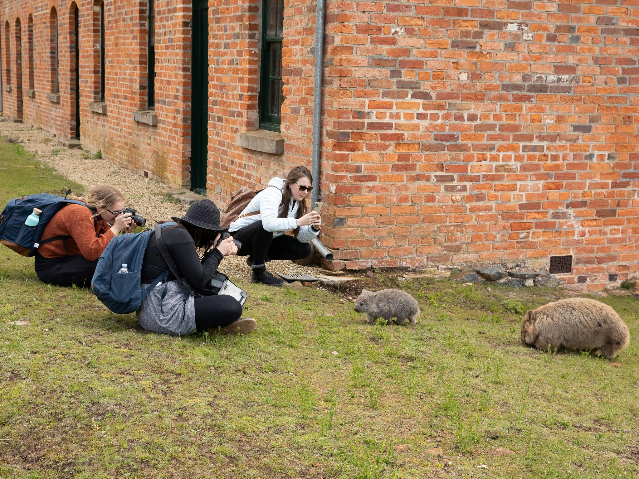 three female photographers sitting on grass with a wombat and its joey nearby