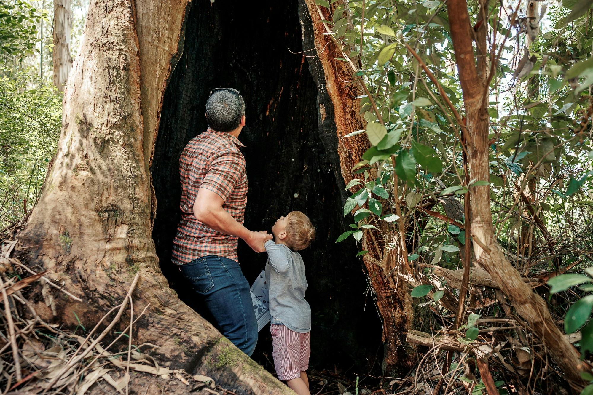 Forest sculptures, Kinglake