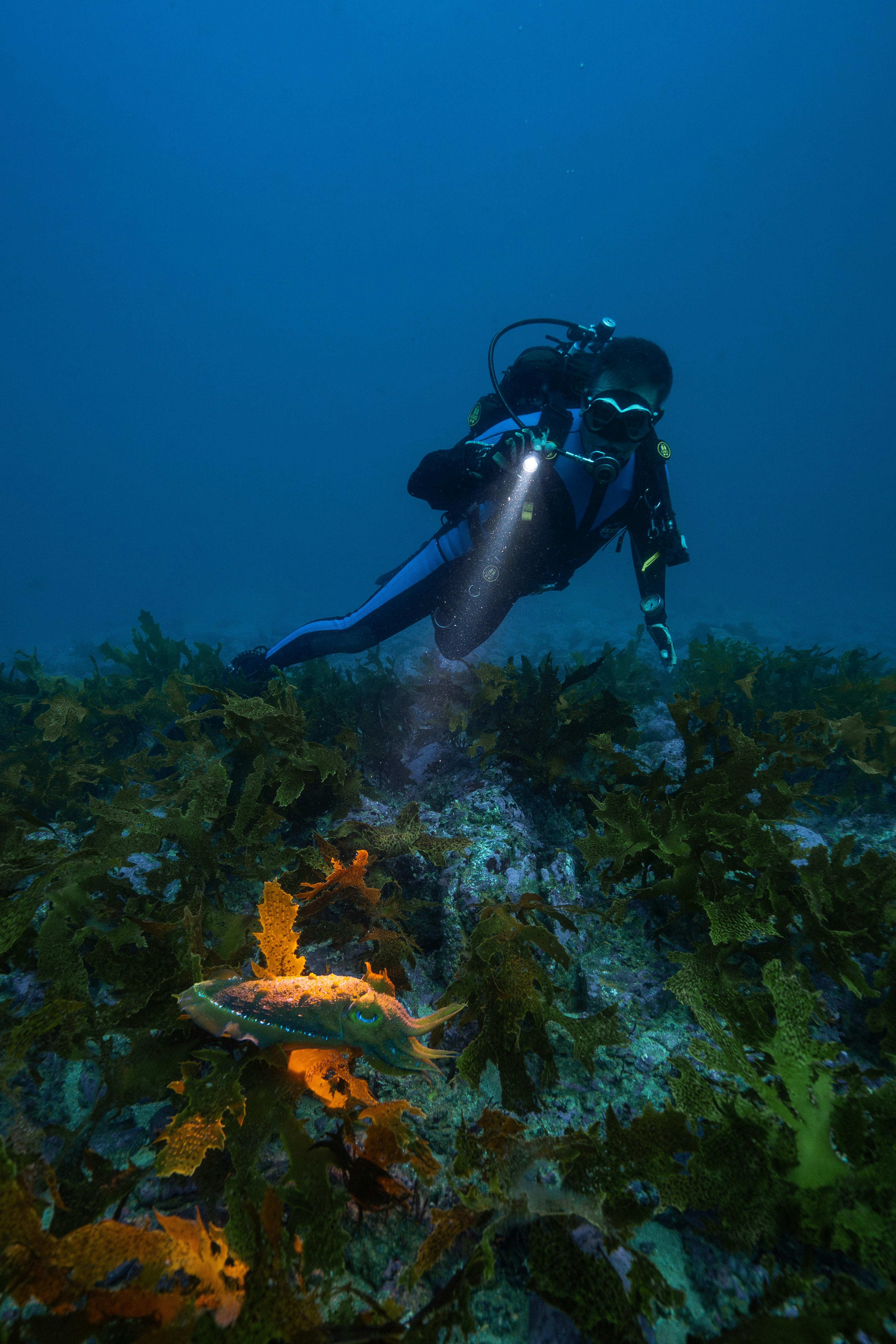 scuba diving jervis bay woebegone cuttlefish