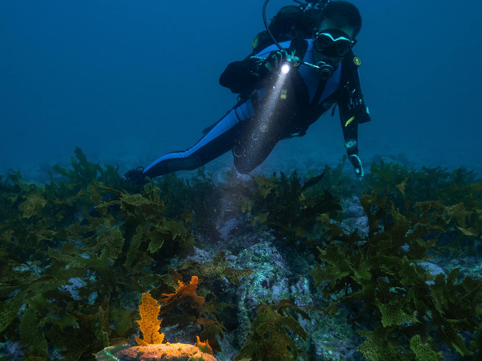 scuba diving with woebegone- cuttlefish