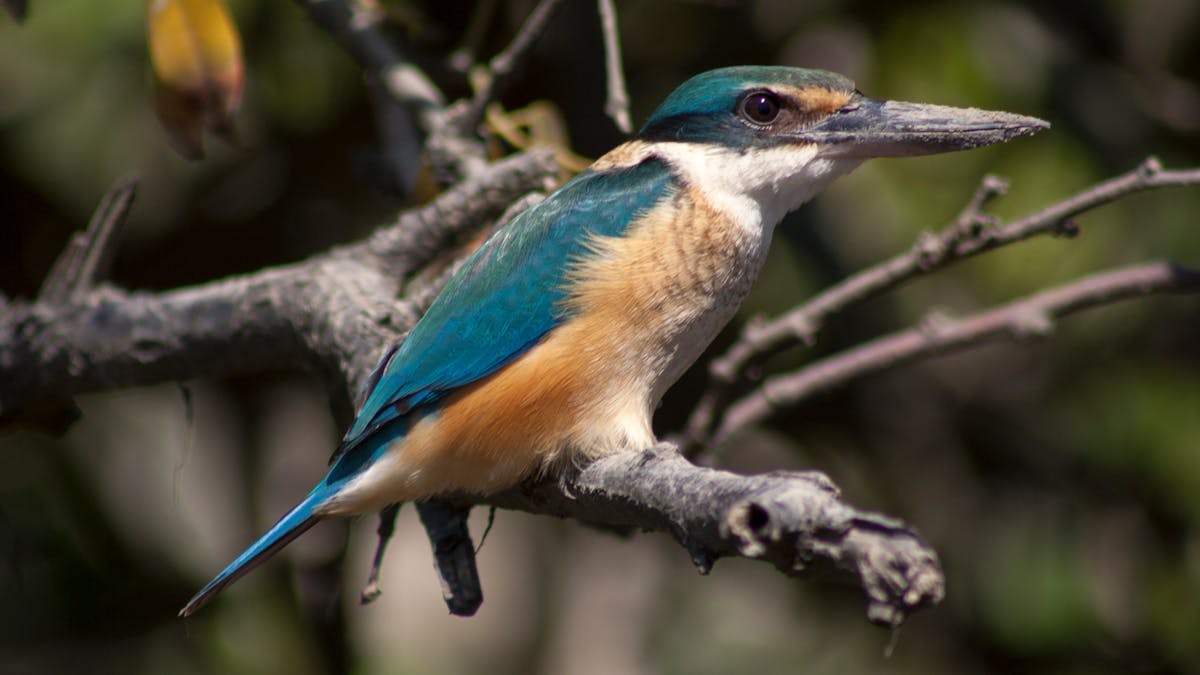 Birdlife on Proserpine River