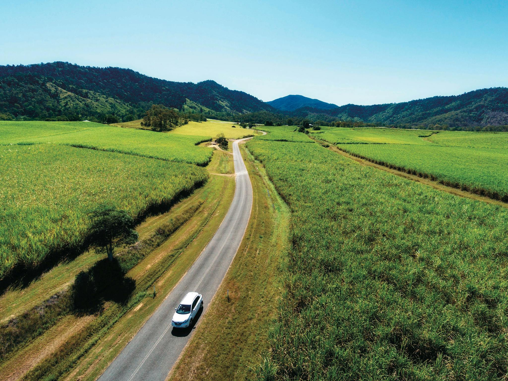 Drive past paddocks of sugar cane in the Pioneer Valley Drive past paddocks of sugar cane in the Pioneer Valley