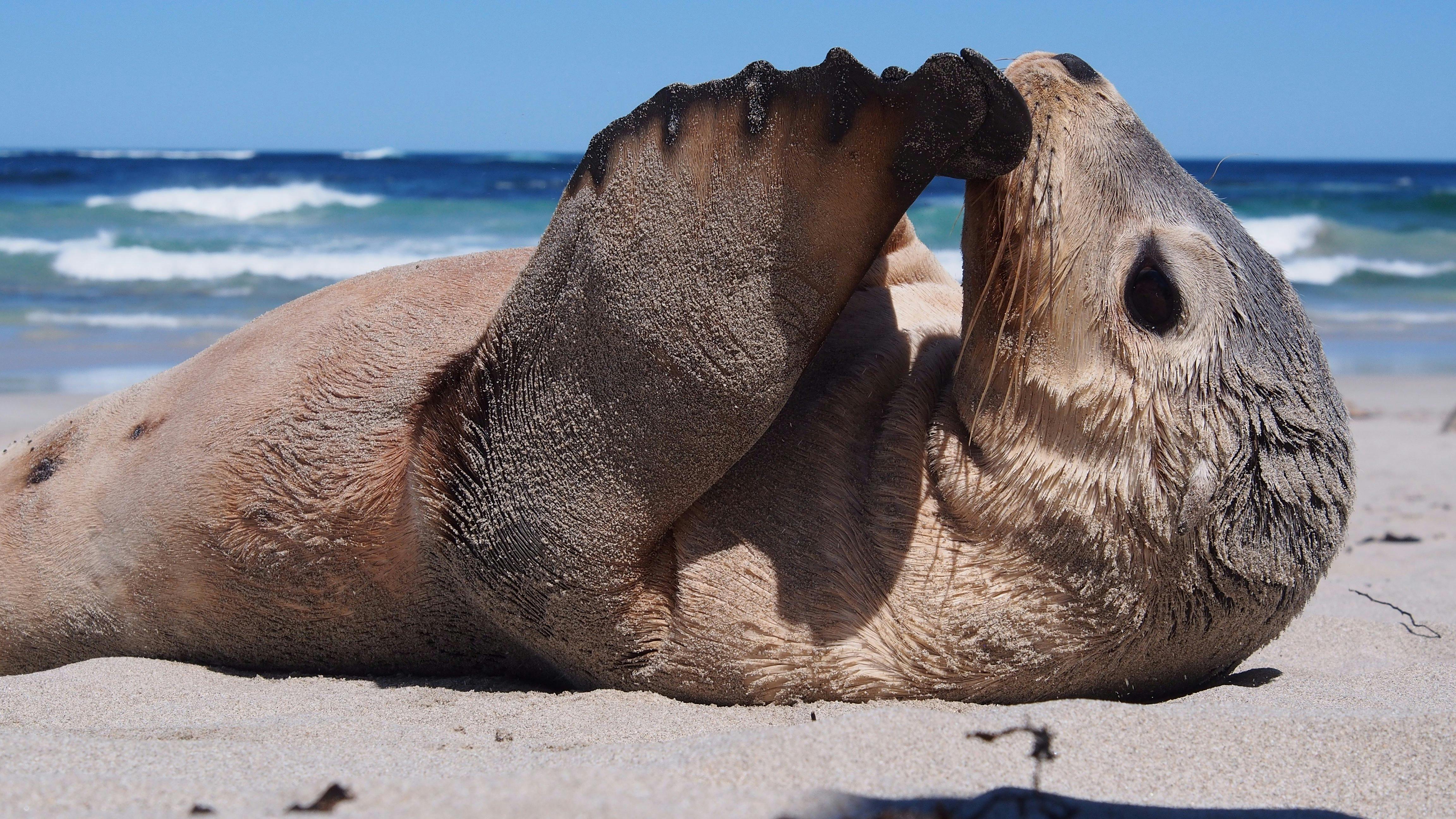 Seal