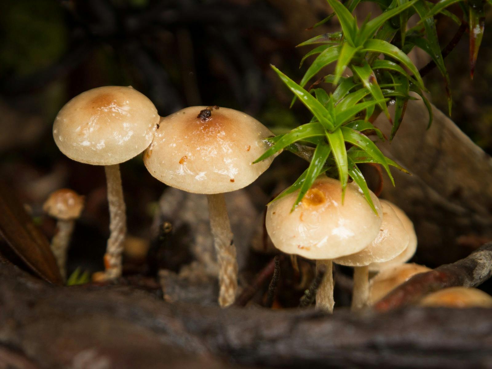 Autumn Fungi
