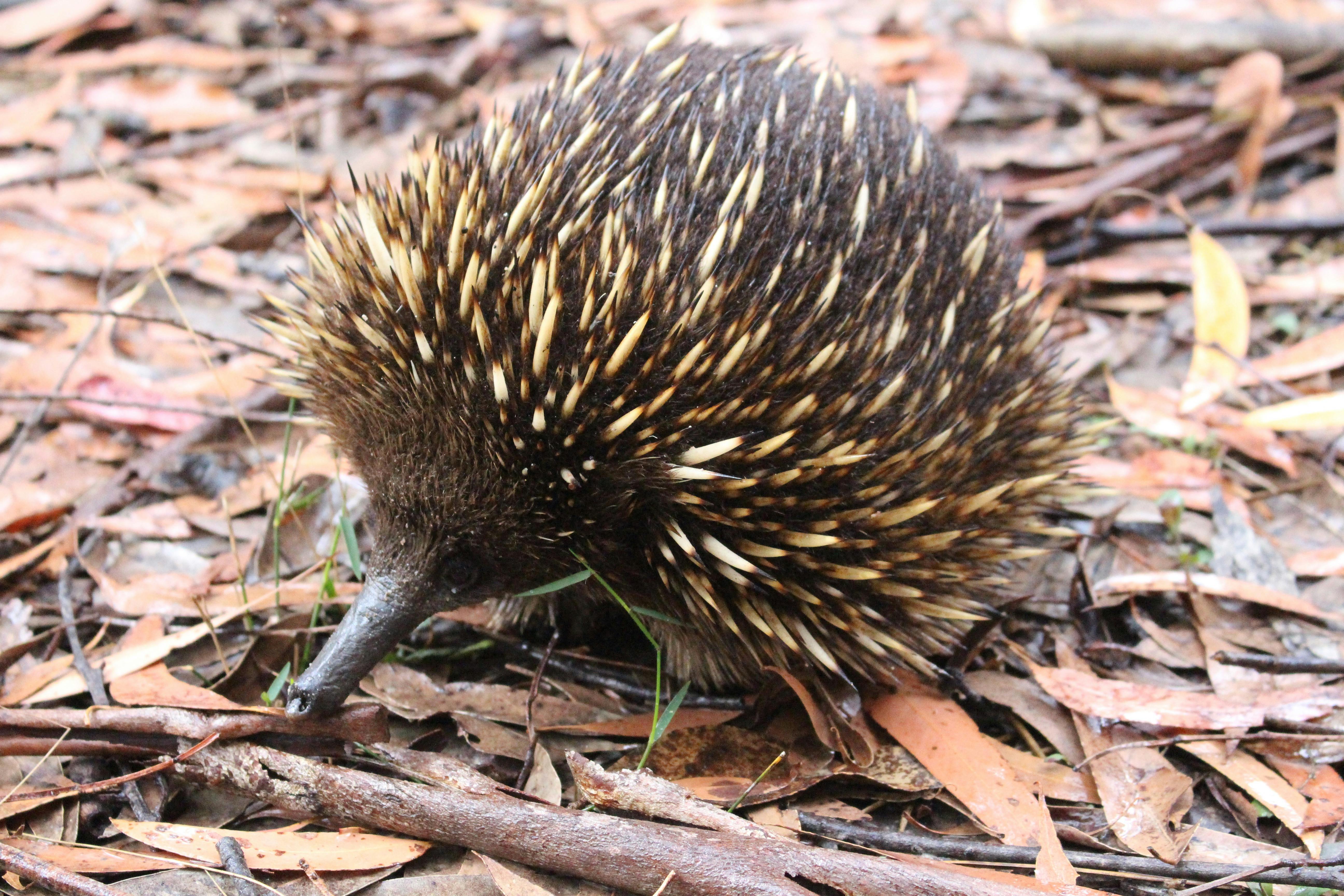 Echidna foraging for ants amongst leaf litter