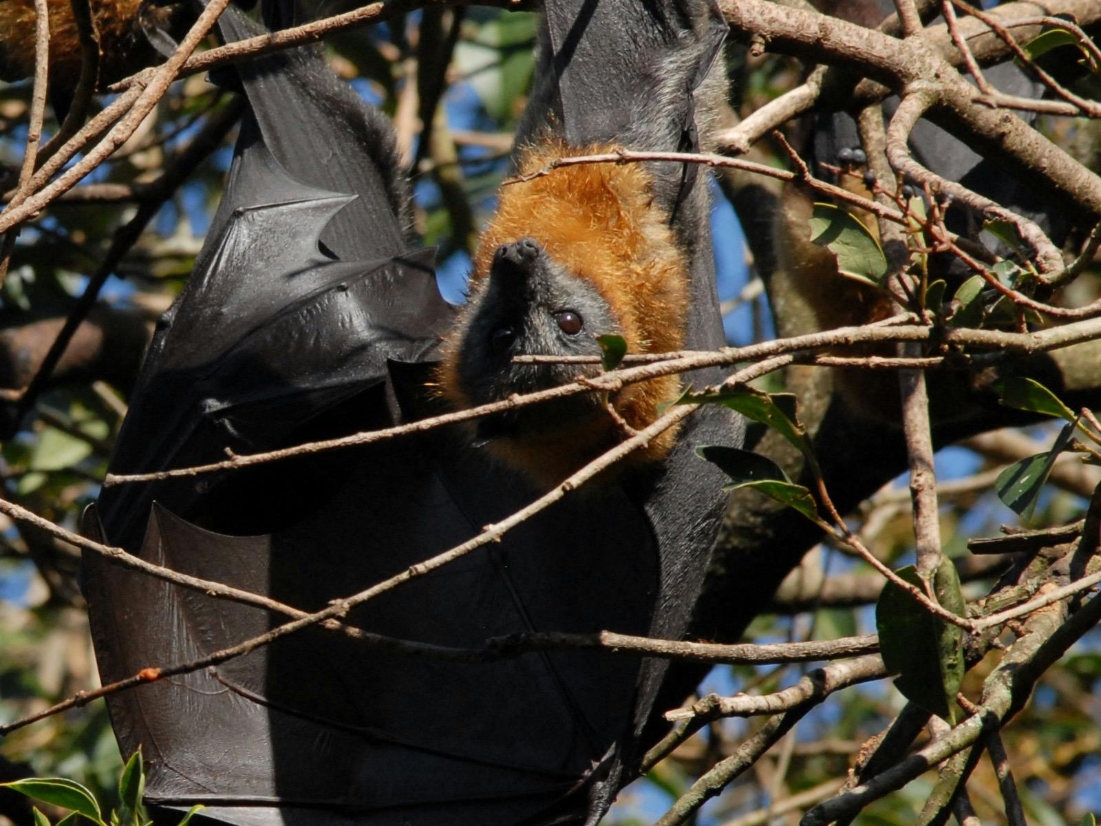 Flying fox 2