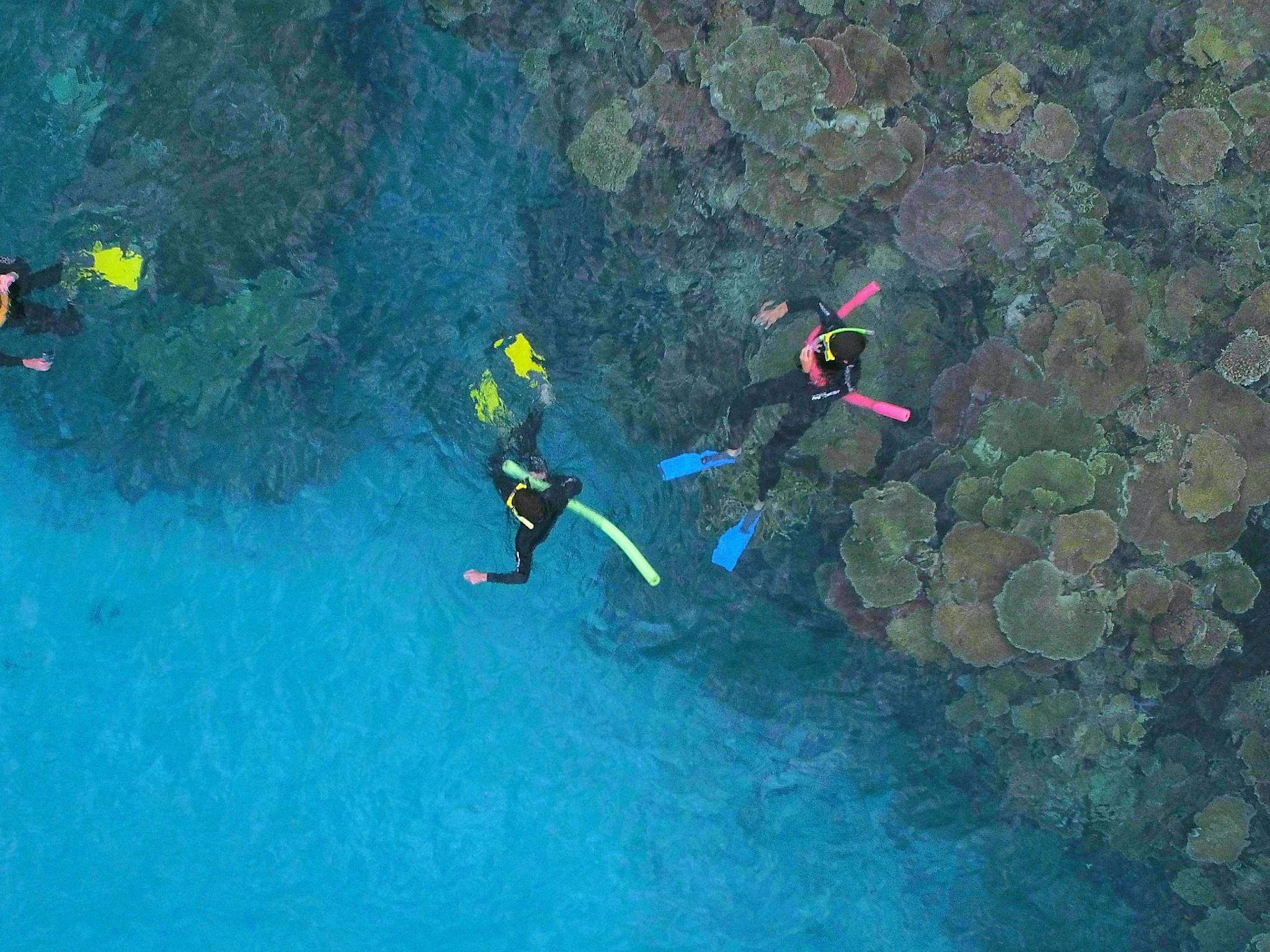 Pristine Corals Of Lodestone Reef - Adrenalin Snorkel and Dive