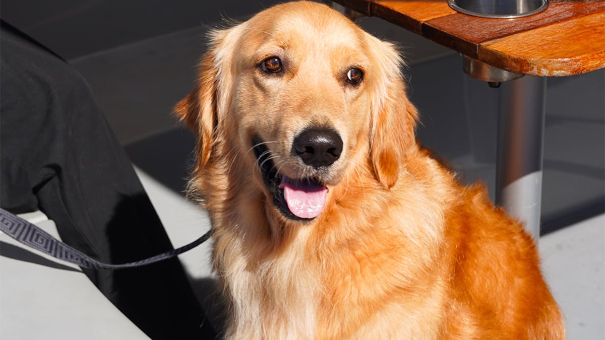 Golden retriever sitting aboard a pet-friendly GoBoat on the Gold Coast waterways.