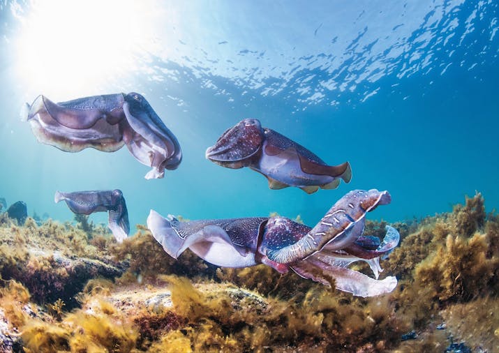 Swim with the Giant Cuttlefish