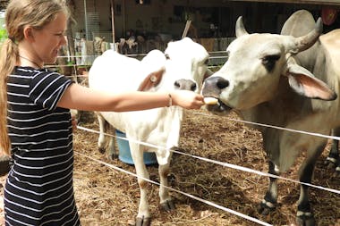 Little Roper Stockcamp