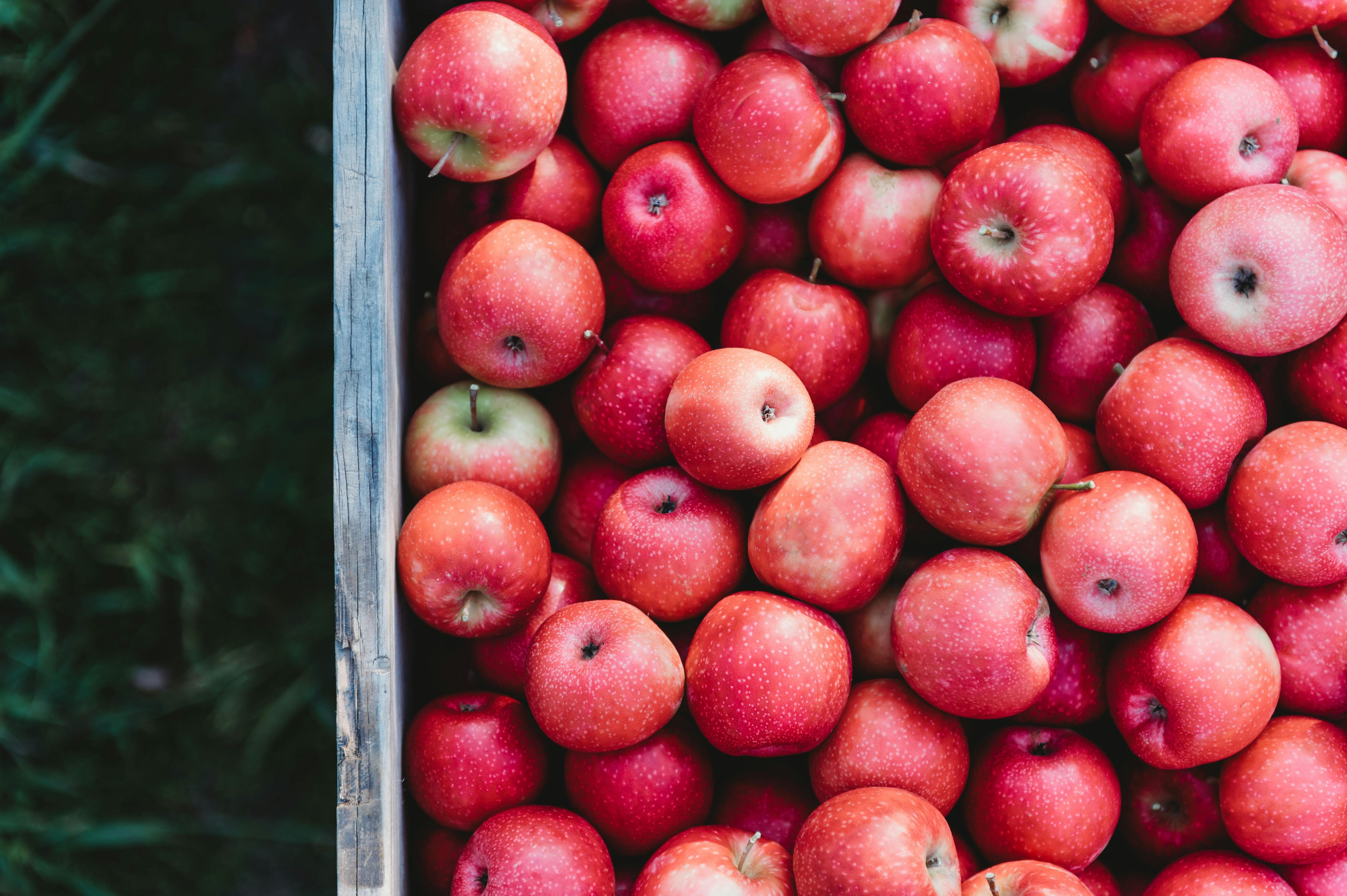 Freshly picked apples