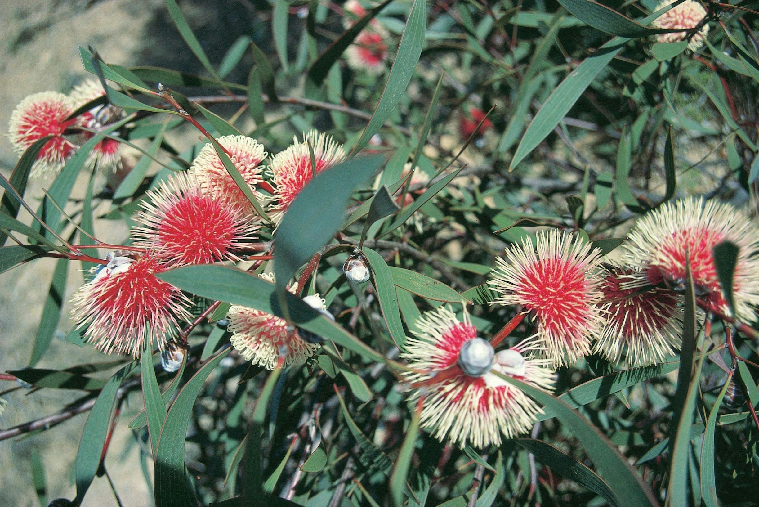 The pincushion hakea flower, Kalgoorlie, Western Australia