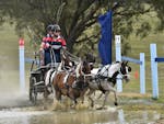 Two people standing in a racing carriage leading 4 horses into a bank of water