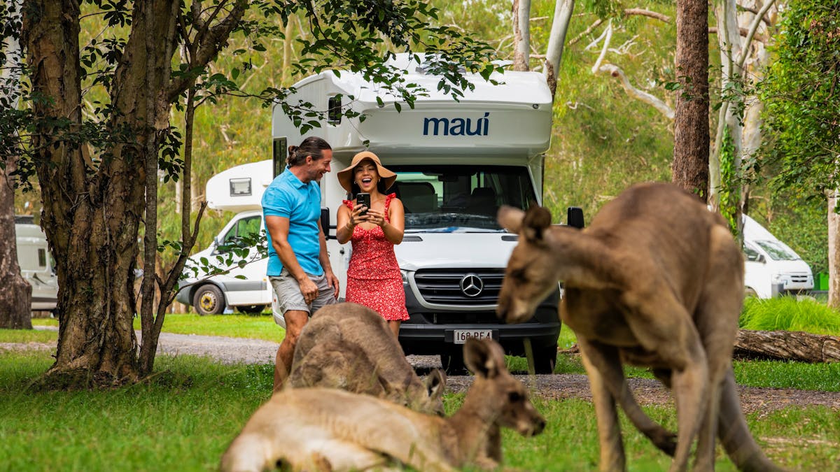 Camping with kangaroos