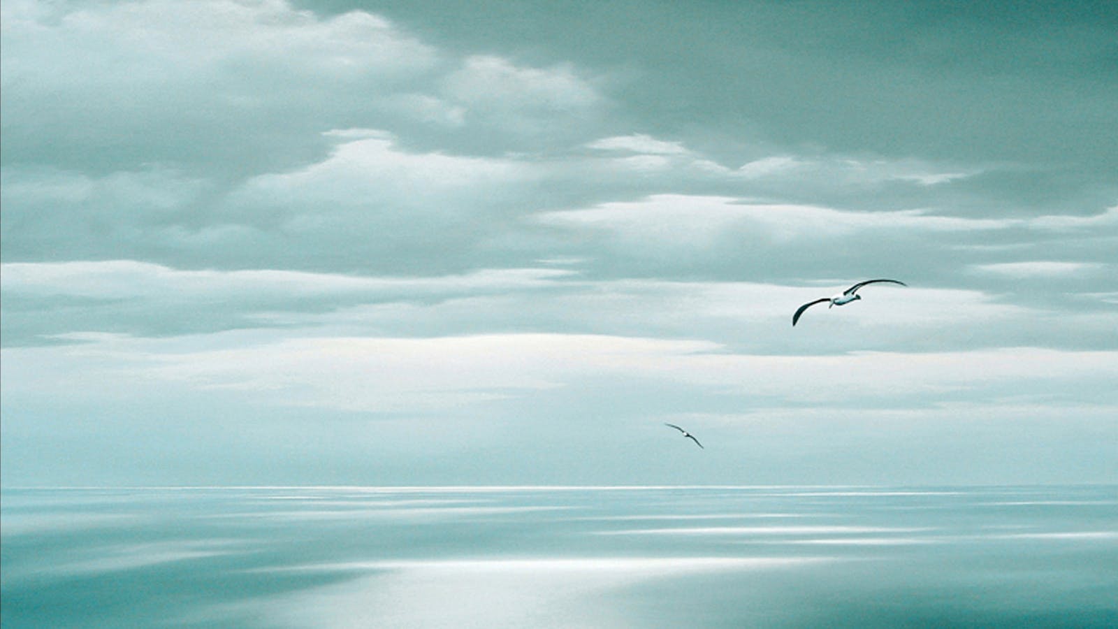 Albatross over Bass Strait. Oil painting by Richard Stanley. ( Award Winner )