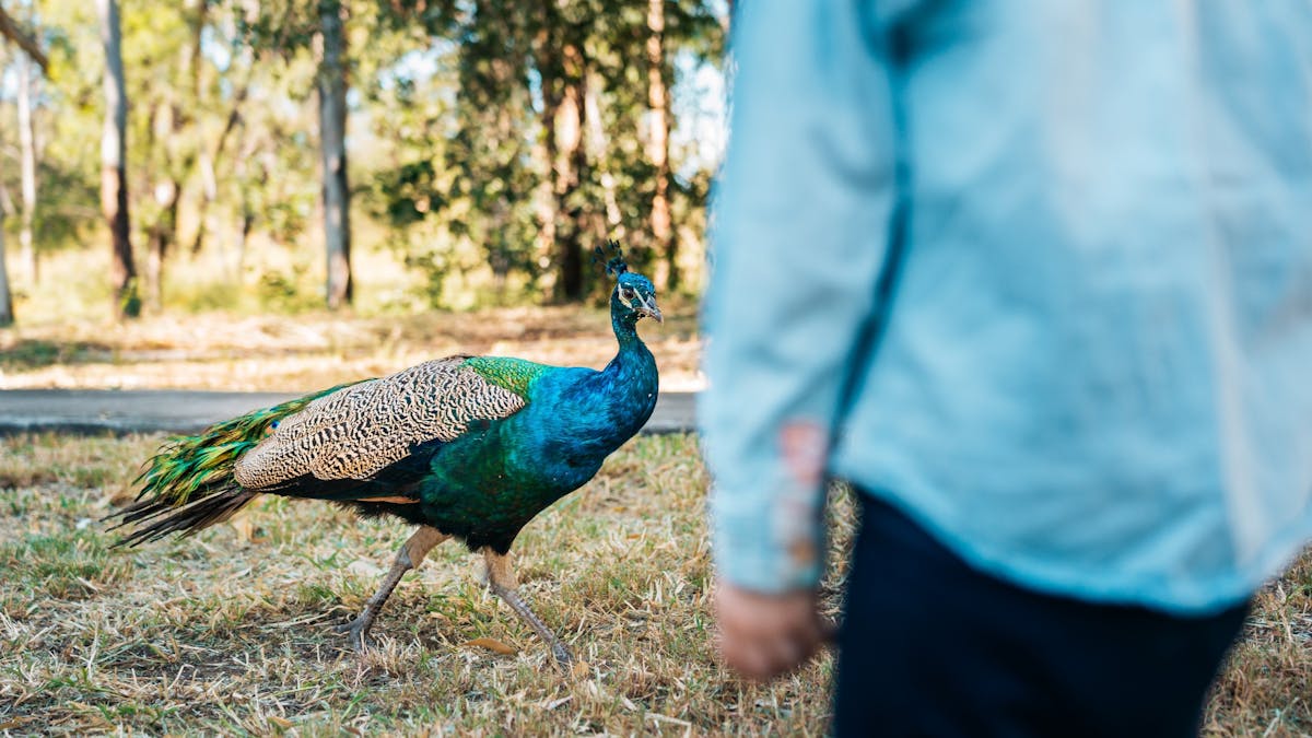 Peacocks at Bedford Weir