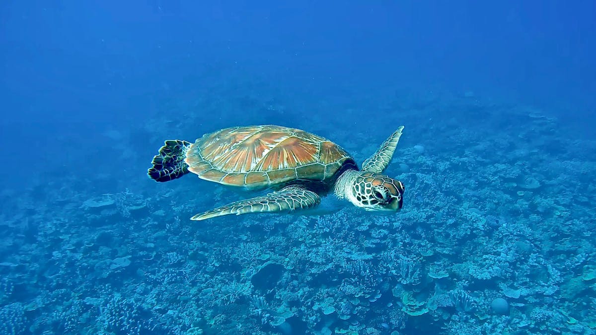 Green Turtle Swimming in deep blue water