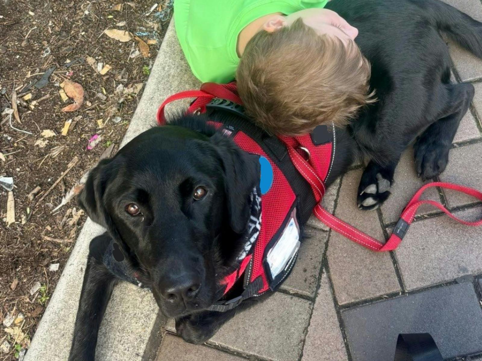 Pic is of an assistance dog in jacket with a small boy cuddling the dog and lying over him Pic is of an assistance dog in jacket with a small boy cuddling the dog and lying over him