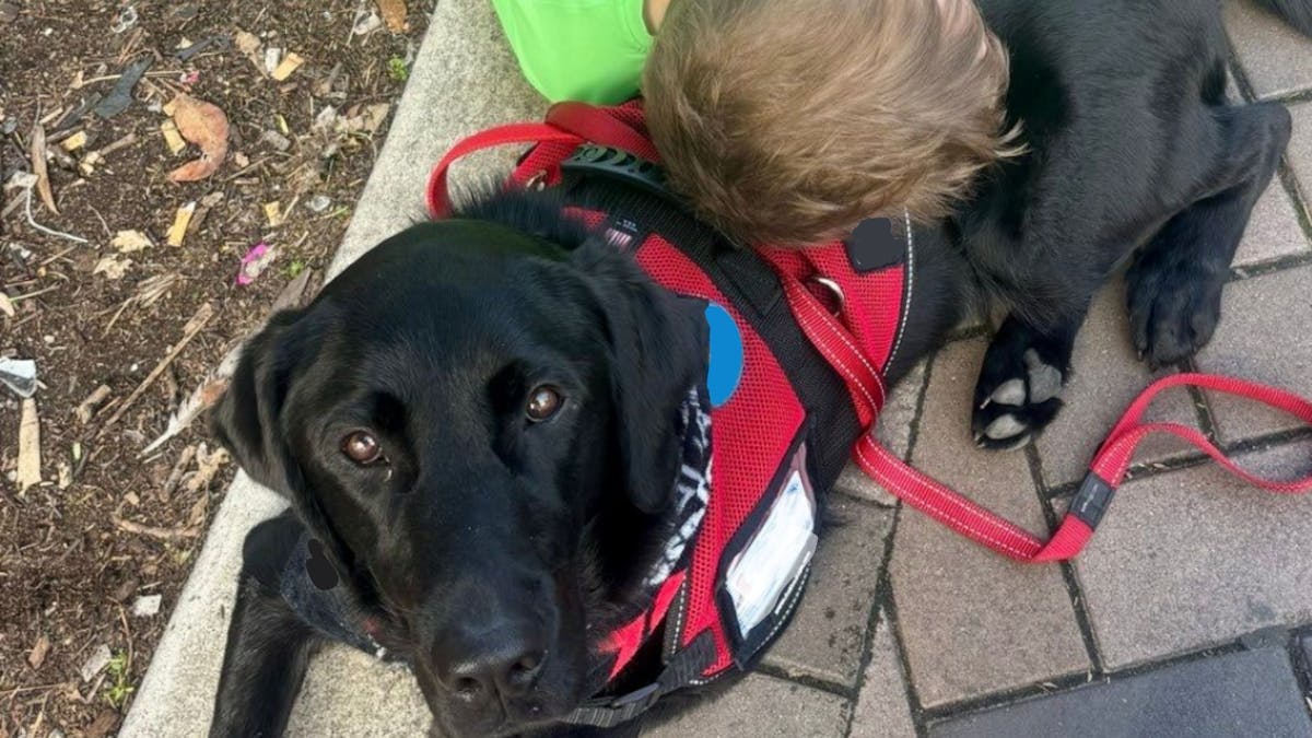 Pic is of an assistance dog in jacket with a small boy cuddling the dog and lying over him