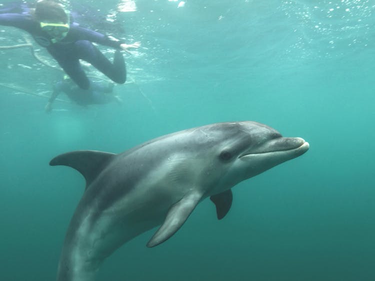 Swim with wild dolphins sorrento port phillip bay mornington peninsula australiay