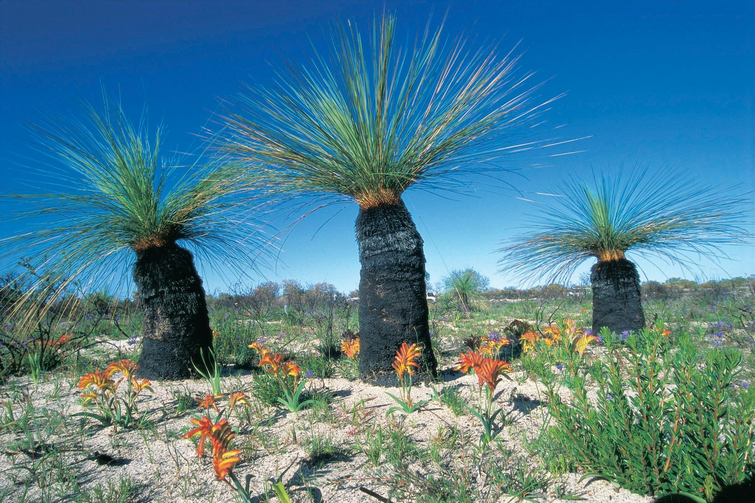 Everlastings Wildflower Trail, Eneabba, Western Australia