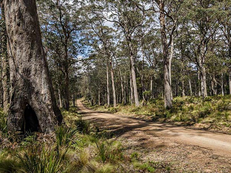 Roadside bushland, Mummel Forest Road. Photo: John Spencer