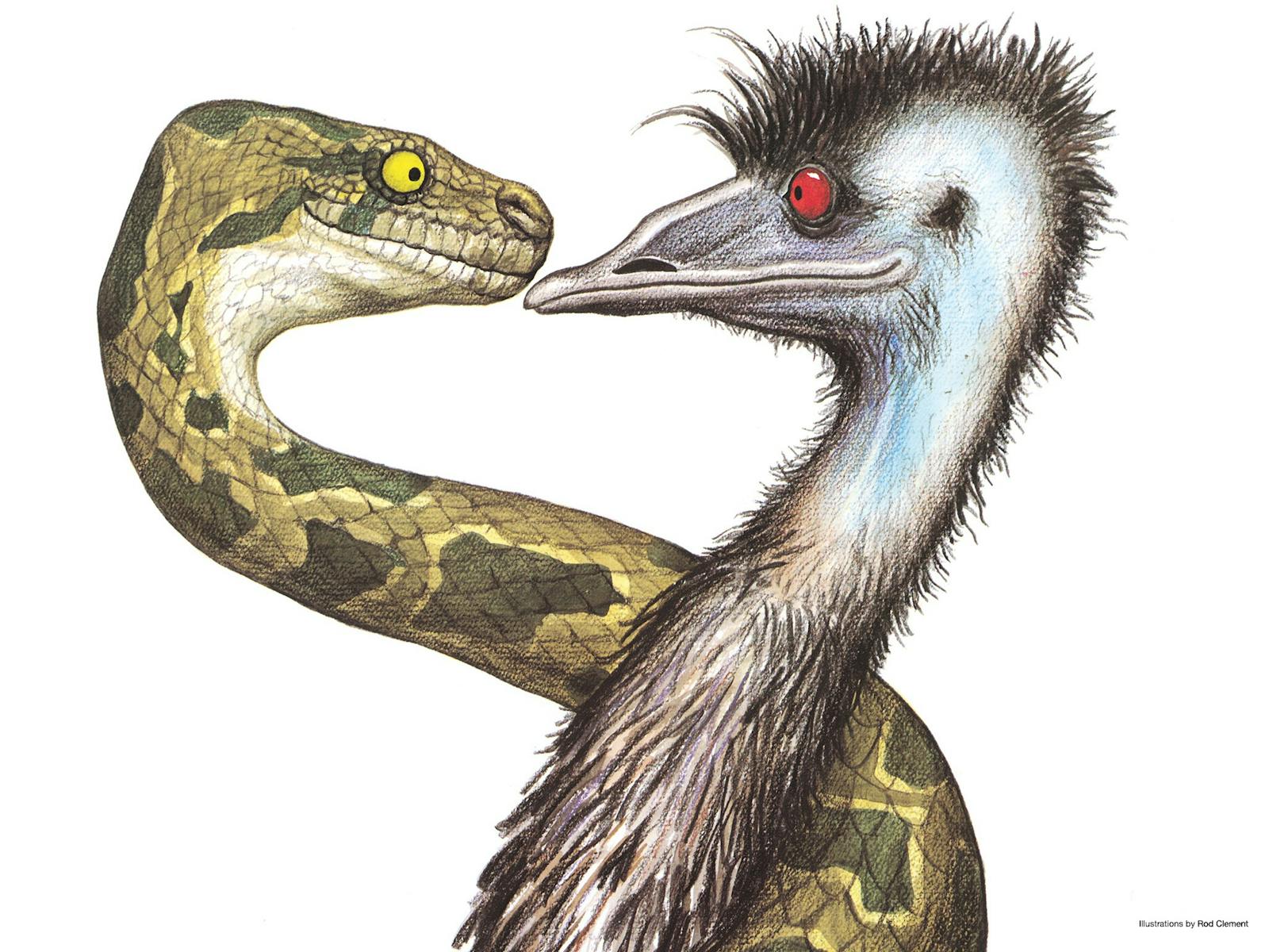 Image for Edward The Emu