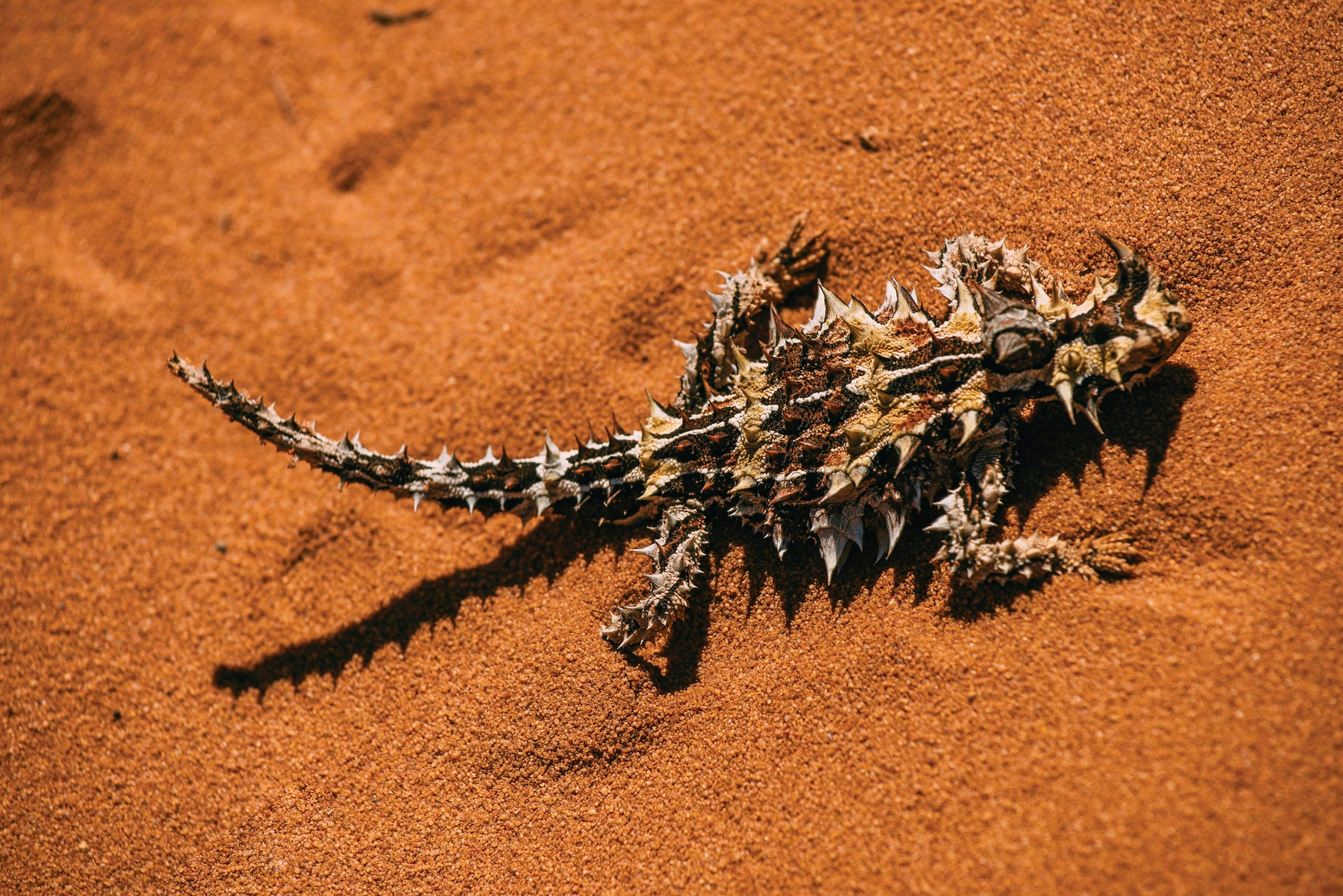 Coral Coast Wildlife, Francois Peron National Park, Western Australia