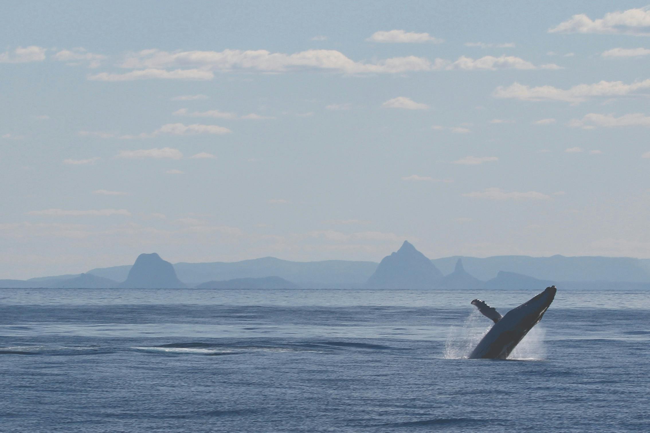 Tangalooma Whale Watching