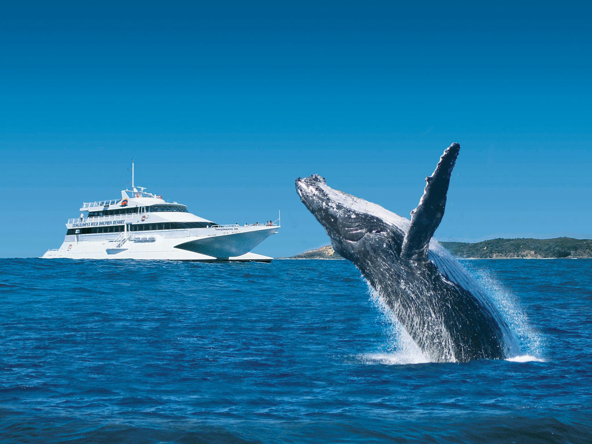 Tangalooma Whale Watching Cruise