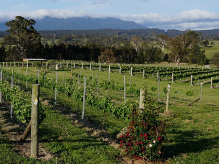 Rusty Fig Wines Gulaga Mountain