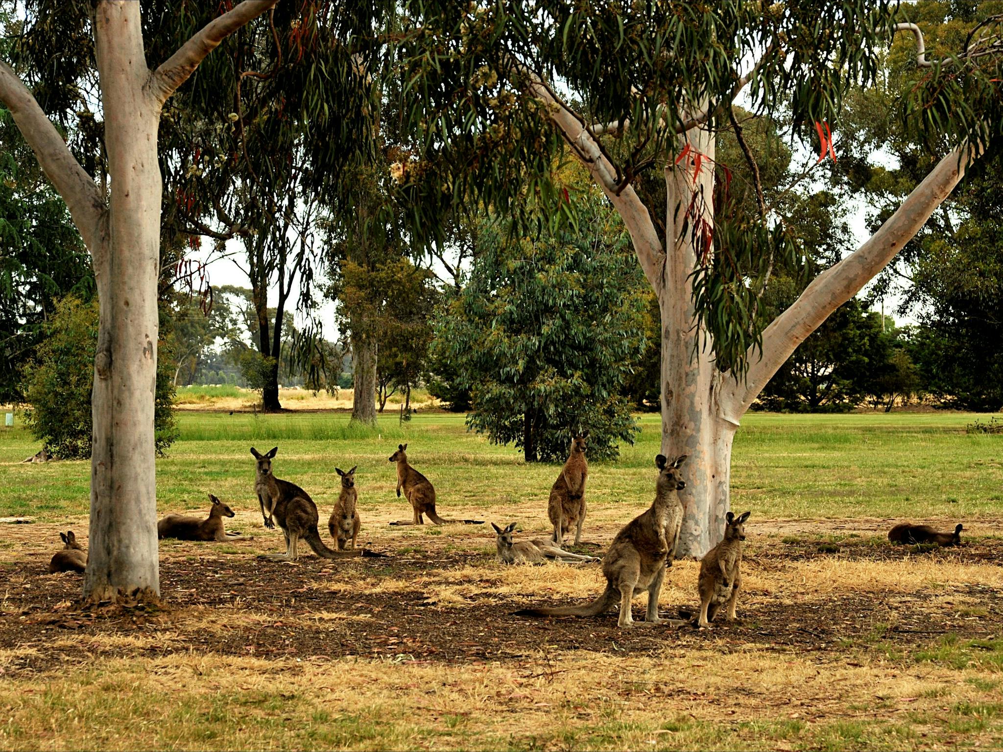 Benalla Golf Club