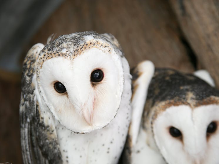 Owls hoping for a mouse for dinner.