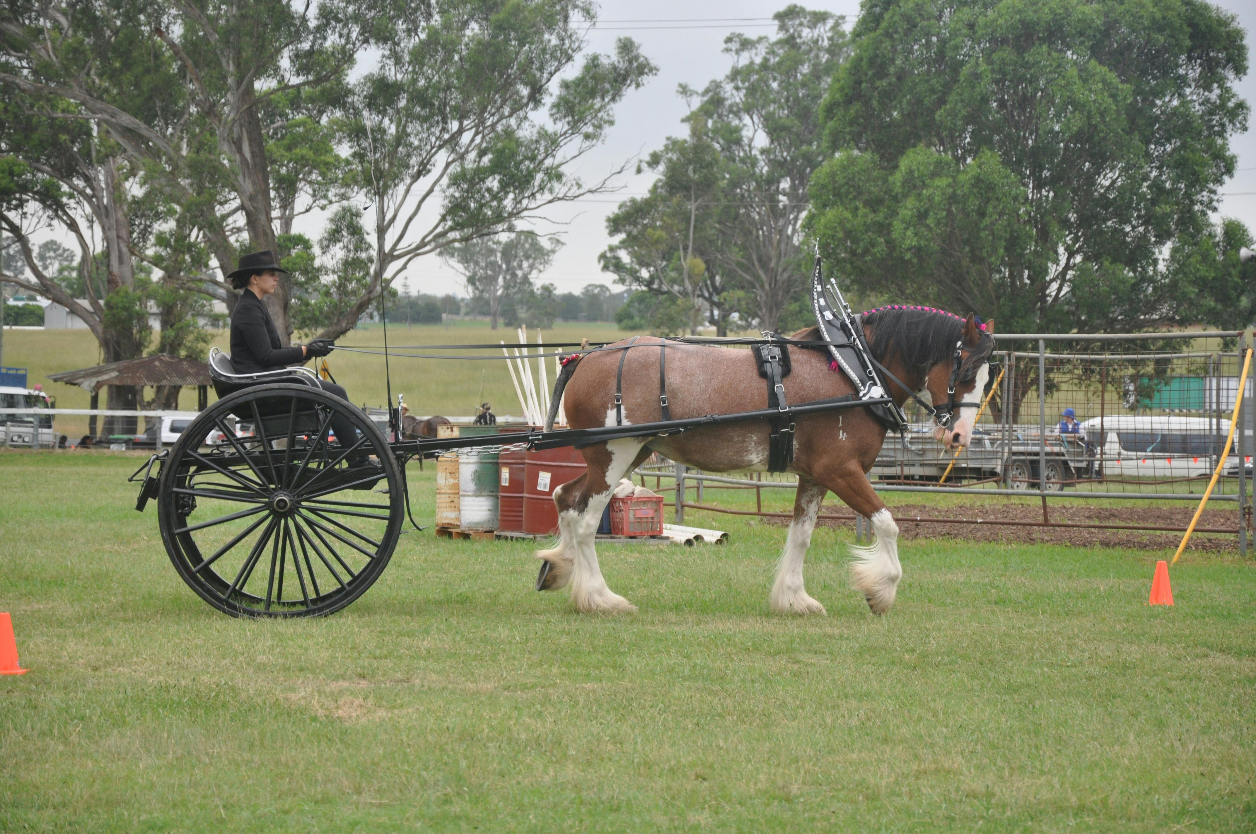 Horse Competition