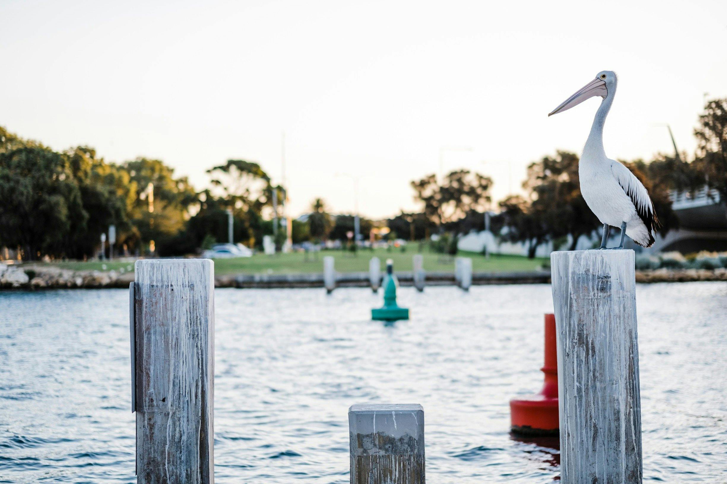 Mandurah Eastern Foreshore, Mandurah, Western Australia