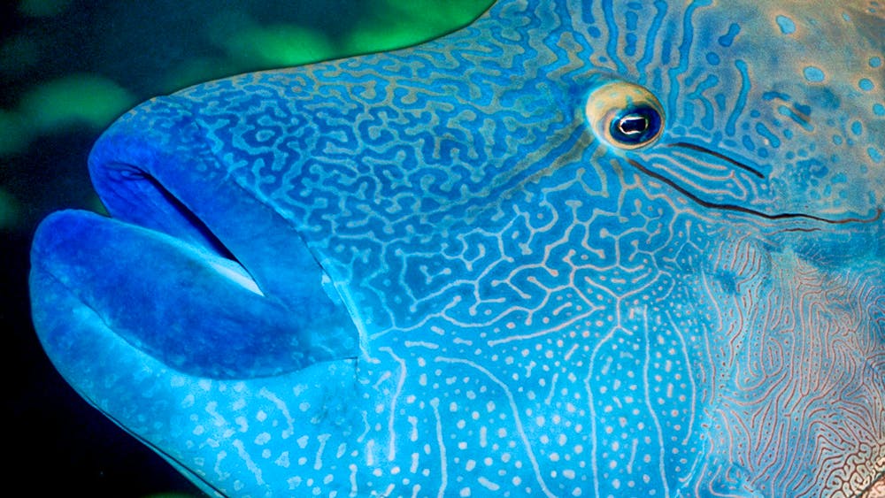 Reef HQ Aquarium